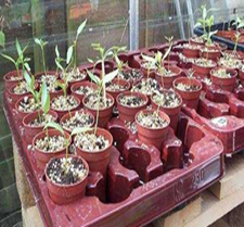 chilli seedlings in 4 cm pots