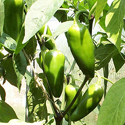 Early Jalapeno Chilli Plant