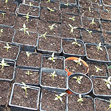 chilli seedlings in 5 cm pots