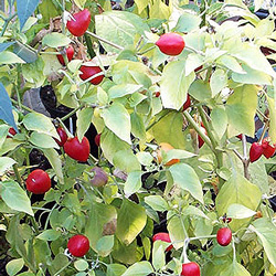 Tennessee Teardrops Chilli Plant
