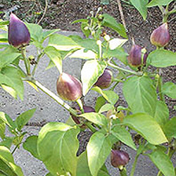 Tennessee Teardrop Chilli Plant