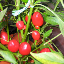 Cherry Chilli Plant?