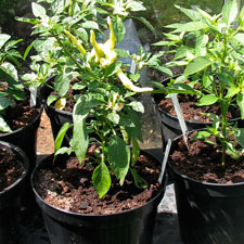 Fiesta Chilli Plant