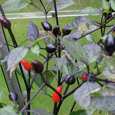 Purple Peru Chilli Plant
