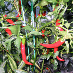 Ring of Fire Chilli Plant