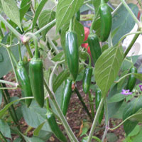 Serrano Del Sol Chilli Plant