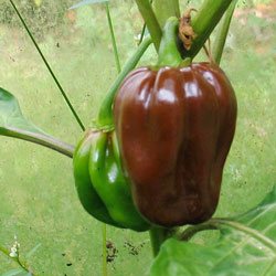 Habanero Chocolate Chilli Plant