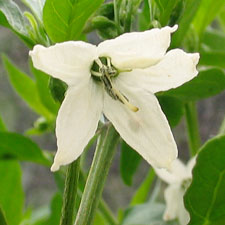 Naga Jolokia Flower