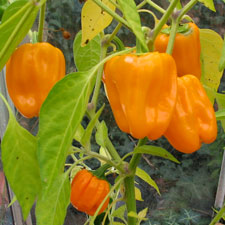 Habanero Orange Plant