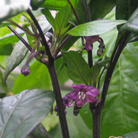 Purple Jalapeno Chilli Plant