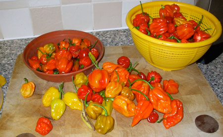 Pick of the chilli crop