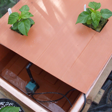 Greenhouse Sensation Quad Grow