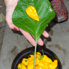 Leaf from Bhut Jolokia Yellow