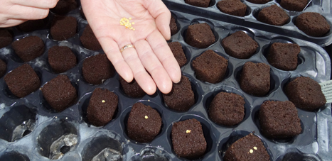 Root Riot Cubes in propagator