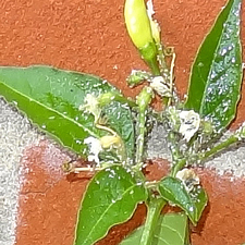 Tabasco covered in whitefly