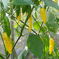 Lemon Drop Chilli Plant